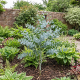 1 Large Plant - Eucalyptus France Blue, Outdoor Garden Ready, 7.5L Pot