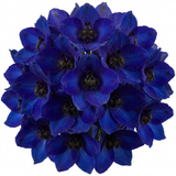 Set of 3 or 6 Delphinium Dark Blue Black Bee Tall Hardy Perennial Plants, Summer Flowering Border Plants, Outdoor Garden Ready, 1 Litre Root-Ball