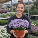 1 Iberis Mermaid Lavender Candytuft Plant, Evergreen Perennial Ground Cover, 2 Litre Root Ball