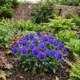 3 Pansy Delta Pro Marina Plants, Hardy Winter & Spring Flowering Pansies, 3 Litre Root Ball
