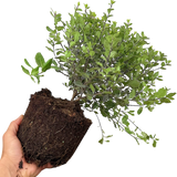 Pittosporum Tom Thumb