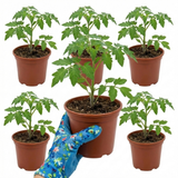 Set of 3 or 6 Grafted Previa Tomato Plants, Premium Disease Resistant High Yield Vegetable Plants, Ready to Plant, 1L Root Ball