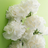 Carnation White