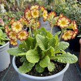1 Primula Oakleaf Yellow Picotee Hardy Perennial Plant, Outdoor Garden Ready, 2 Litre Root Ball