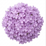 1 Iberis Mermaid Lavender Candytuft Plant, Evergreen Perennial Ground Cover, 2 Litre Root Ball