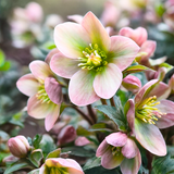 Hellebore Angel Glow