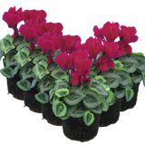 Cyclamen Silver Leaf Magenta 10.5cm