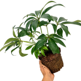 1 Large Plant - Hellebore Pink Beauty, Ready to Plant in Your Garden, 2L Pot
