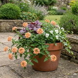 Set of 3 or 6 Verbena Magelana Peach Trailing Plants, Summer Bedding Flowers, Hanging Basket & Garden Ready, 10.5cm Root Ball