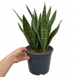 1 Sansevieria Superba Snake Plant, Low Maintenance Air Purifying Indoor Houseplant, 21cm Root Ball