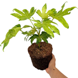 Fatsia Camouflage