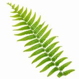 Boston Fern Nephrolepis, Pet-Safe Air Purifying Indoor Houseplant, 1 Litre Pots