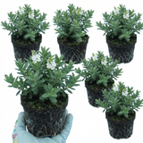 Set of 3 or 6 Hebe Sutherlandii Hardy Evergreen Flowering Perennial Shrub Plants, Outdoor Garden Ready, 1 Litre Root-Ball