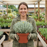 1 Santolina Chamaecyparissus Cotton Lavender Plant, Drought Tolerant Hardy Evergreen Shrub, 2L Root-Ball