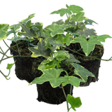 Hedera Helix Gold Variegated