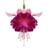 3 Trailing Fuchsia Claudia Pink Plants, Summer Bedding, 10.5cm Pots, Hanging Baskets