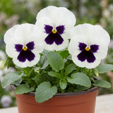 3 Pansy White with Blotch Plants, Hardy Spring & Autumn Flowering Bedding, 3 Litre Root Ball
