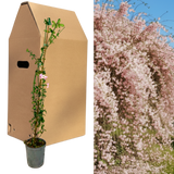1 Live Outdoor Garden Ready Pink Jasmine Plant - Jasminum x stephanense, 2L Pot