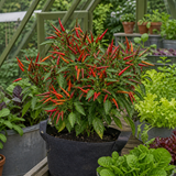 1 Thai Dragon Chilli Pepper Plant, Live Hot Pepper, Grow Your Own Chillies, 2Ltr Root Ball