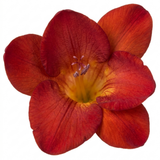 1 Freesia Red River Plant, Hardy Fragrant Perennial, Outdoor Garden Ready, 17cm Root-Ball