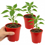 Set of 3 or 6 Large Chilli Pepper Plants - Hungarian Hot Wax, Ready to Plant in Your Garden