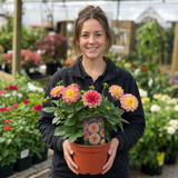1 Large Plant - Dahlia Dahlegria Tricolour, Ready to Plant in Your Garden, 3L