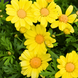 Set of 3 or 6 Large Plants - Argyranthemum Madeira Yellow, Outdoor Garden Ready