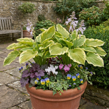 Set of 3 or 6 Large Hosta Plants - Atlantis Plantain Lily, Ready to Plant in Your Garden, 1L