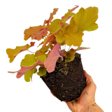 Heuchera Marmalade