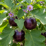 Set of 3 or 6 Large Plants - Grow Your Own Aubergine Meatball, Outdoor Garden Ready