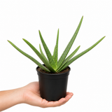 Aloe Vera Plant, Indoor Succulent, Easy Care Houseplant, 12cm 1 Litre Pots