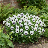 3 Pansy White with Blotch Plants, Hardy Spring & Autumn Flowering Bedding, 3 Litre Root Ball