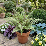 Set of 3 or 6 Lady Fern Athyrium Lady in Red Hardy Perennial Plants, Shade Garden Ready, Outdoor Fern, 11cm or 1L Root Ball