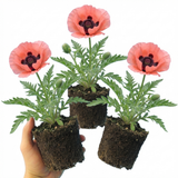 Set of 3 or 6 Papaver Orientale Garden Gnome Victoria Louise Plants, Hardy Perennial Oriental Poppy, Outdoor Garden Ready, 1 Litre Root-Ball