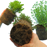 Thyme Growers Choice Mix
