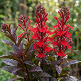 Set of 3 or 6 Lobelia Starship Bronze Leaf Upright Hardy Perennial Plants, Garden Ready, 1 Litre Root Ball