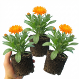 Set of 3 or 6 Garden Ready Plants – Calendula ‘Fiesta Orange’, Ready to Plant
