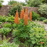 1 Lupin Gladiator Hardy Perennial Plant, Bee Friendly Summer Flowering, Outdoor Garden Ready, 19cm Root-Ball