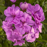 Set of 3 or 6 Large Plants - Geranium Sunflair Amethyst, Ready to Plant in Your Garden