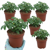 Set of 3 or 6 Large Plants - Tomato Tumbling Tom Variety, Outdoor Garden Ready, 10.5 cm