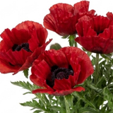 1 Oriental Papaver Red Rumble, Hardy Perennial Red Poppy Plant, Summer Flowering, 3L Root Ball
