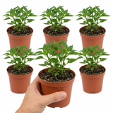Set of 3 or 6 Large Plants - Sweet Pepper Snack Orange, Ready to Plant in Your Garden