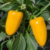 1 Yellow Sweet Pepper Plant, 2 Litre Root Ball, Astor Conical Variety, Garden Ready, Grow Your Own Veg