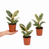 Variegated Rubber Plant Ficus Tineke, Indoor Houseplant, 12cm 1 Litre Pots