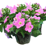 Set of 3 or 6 Large Plants - Petunia Easy Wave Pink, Outdoor Garden Ready