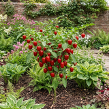 1 Large Plant - Grow Your Own Sweet Pepper Snack Red, Outdoor Garden Ready