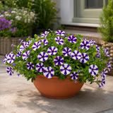 1 Petunia Shortcake Blueberry Live Flowering Plant, Outdoor Summer Garden Ready, 21cm Root Ball