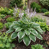 1 Large Plant - Hosta Patriot, Ready to Plant in Your Garden, 2L Pot