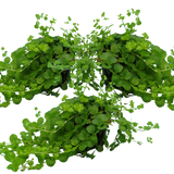Set of 3 or 6 Large Creeping Jenny Plants - Lysimachia Goldilocks, Outdoor Garden Ready