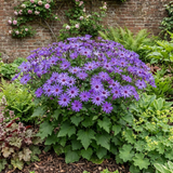 1 Senetti Lavender Flowering Plant, Hardy Summer Bedding, Outdoor Garden Ready, 17cm Root-Ball